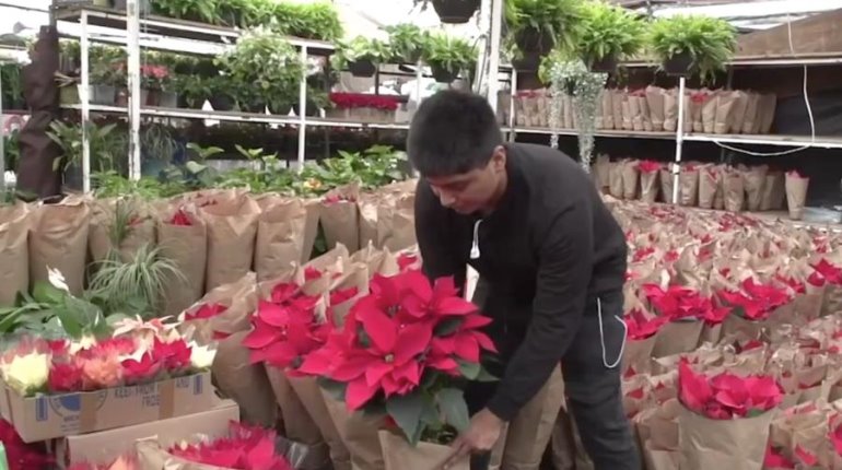 Garantizado abasto de Nochebuena con 20.1 millones de plantas para esta temporada