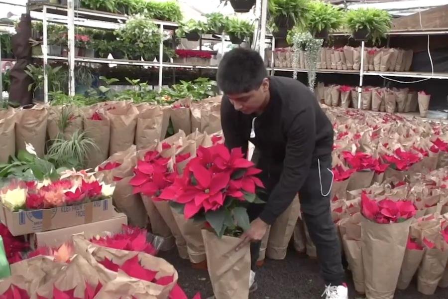 Garantizado abasto de Nochebuena con 20.1 millones de plantas para esta temporada