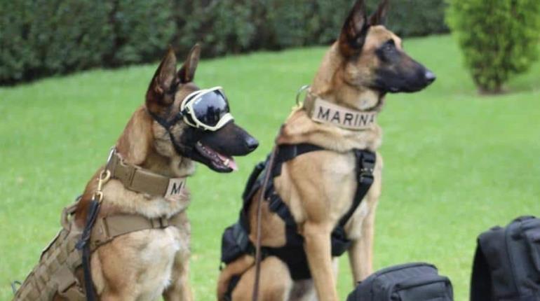 Jubila y dona Guardia Nacional a 34 perritos rescatistas