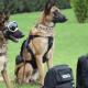 Jubila y dona Guardia Nacional a 34 perritos rescatistas