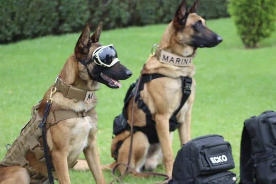 Jubila y dona Guardia Nacional a 34 perritos rescatistas