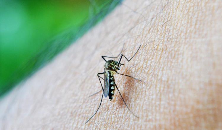 ¡Histórico! 754 casos de dengue en mes y medio en Tabasco