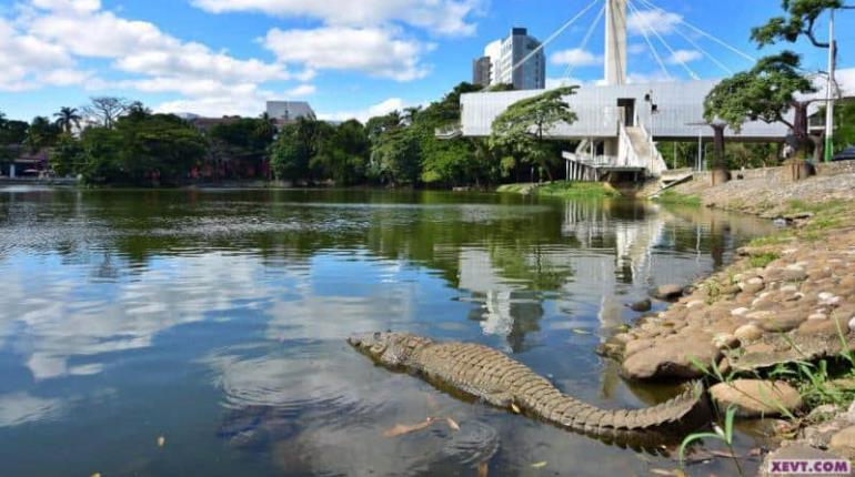 Instalarán en breve en Las Ilusiones "asoleadero" para cocodrilos