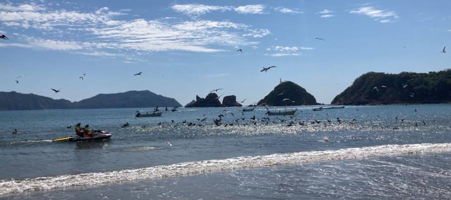 Reabren playas de Cihuatlán, Jalisco tras ataque de tiburón a mujer