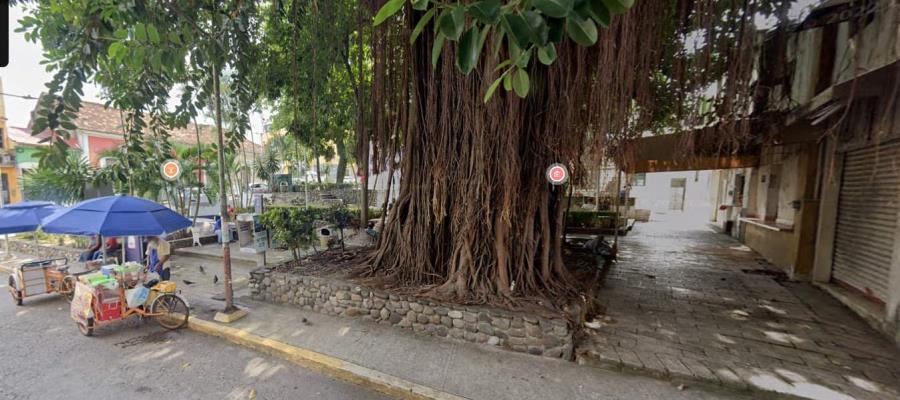 No se talará el árbol de hule del parque Los Pajaritos sólo se podará: Osuna