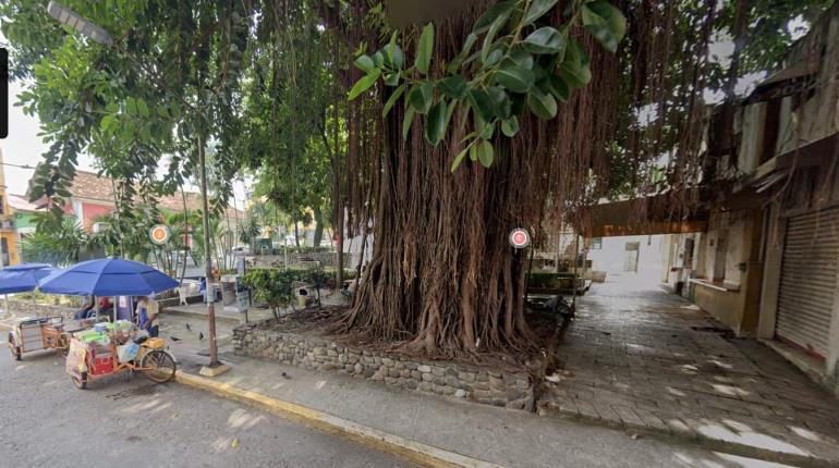 Hoy podan árbol de 25 metros del parque Los Pajaritos