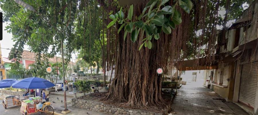 Hoy podan árbol de 25 metros del parque Los Pajaritos