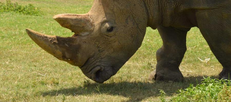 Muere "Cuco", rinoceronte blanco del Yumká a los 33 años