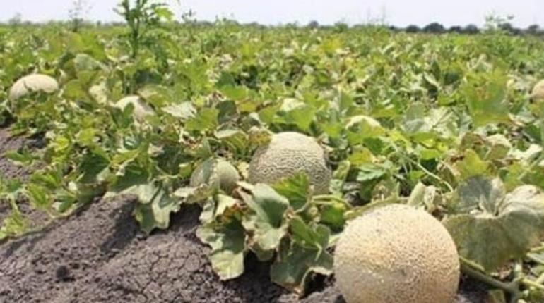 Sube a 6 los muertos por consumo melones mexicanos contaminados con salmonella en Canadá