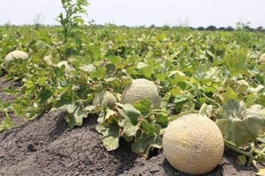 Sube a 6 los muertos por consumo melones mexicanos contaminados con salmonella en Canadá