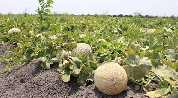 Cofepris y Senasica realizan vigilancia sanitaria a melones posiblemente contaminados con salmonella