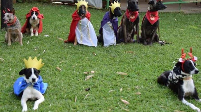 ¡Pastorela muy perruna! Lomitos de refugio en Veracruz escenifican un nacimiento