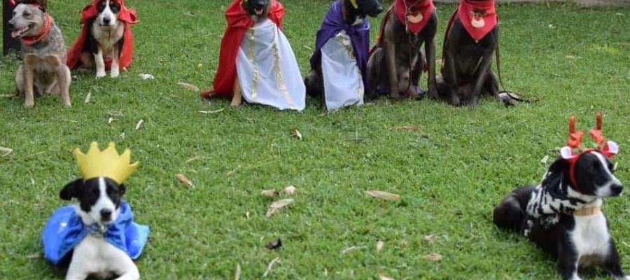 ¡Pastorela muy perruna! Lomitos de refugio en Veracruz escenifican un nacimiento