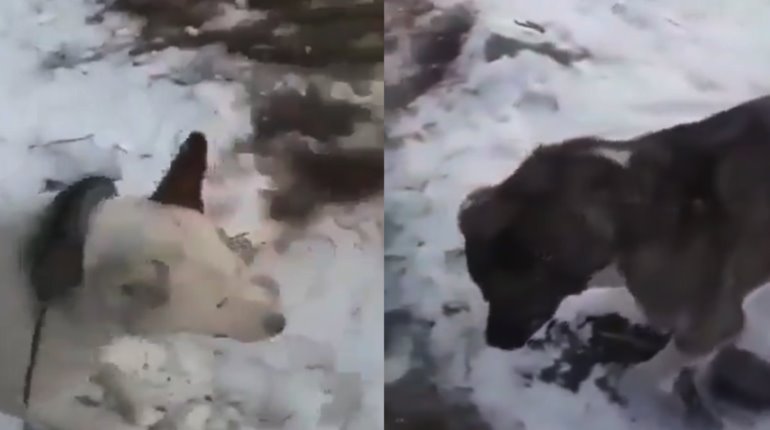 Animales se congelan tras bajas temperaturas en Rusia