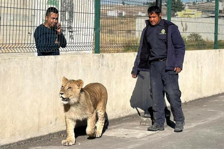 Encuentran a león caminando en calles de Edomex