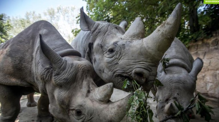 Rinoceronte negro de África en peligro de extinción