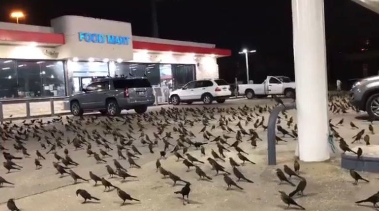 Cientos de pájaros negros invaden estacionamiento de supermercado de Texas