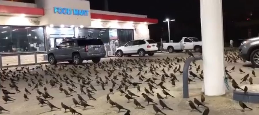 Cientos de pájaros negros invaden estacionamiento de supermercado de Texas