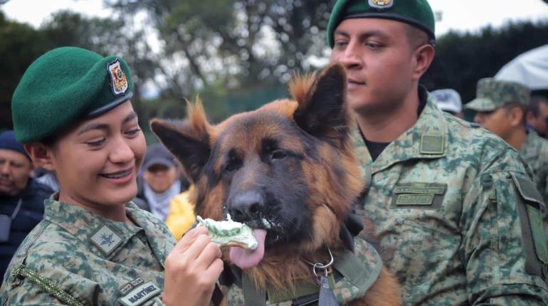 ¡Arkadas está de cumpleaños! Sedena celebra a perrito donado por Turquía