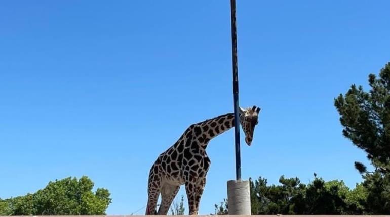 Enviarán a jirafa ´Benito´, que sufría presunto maltrato en Chihuahua, a Africam Safari en Puebla