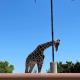 Enviarán a jirafa ´Benito´, que sufría presunto maltrato en Chihuahua, a Africam Safari en Puebla