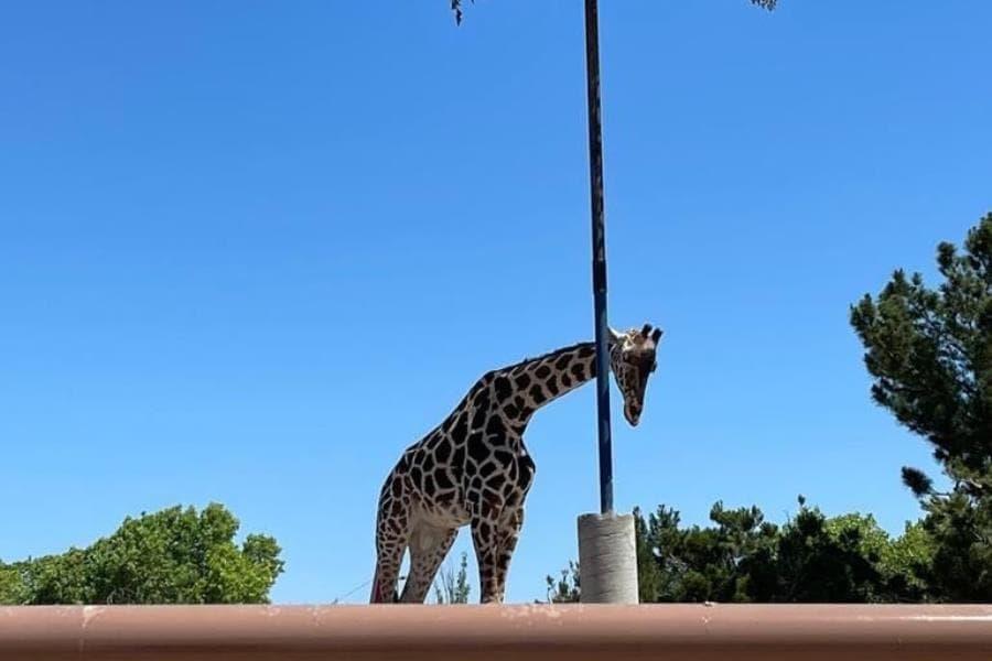 Enviarán a jirafa ´Benito´, que sufría presunto maltrato en Chihuahua, a Africam Safari en Puebla