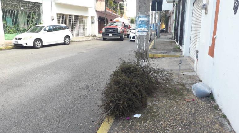 Inicia 15° edición del reciclatón de pinos naturales en Tabasco