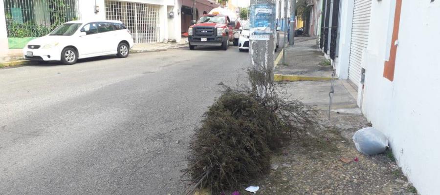 Inicia 15° edición del reciclatón de pinos naturales en Tabasco