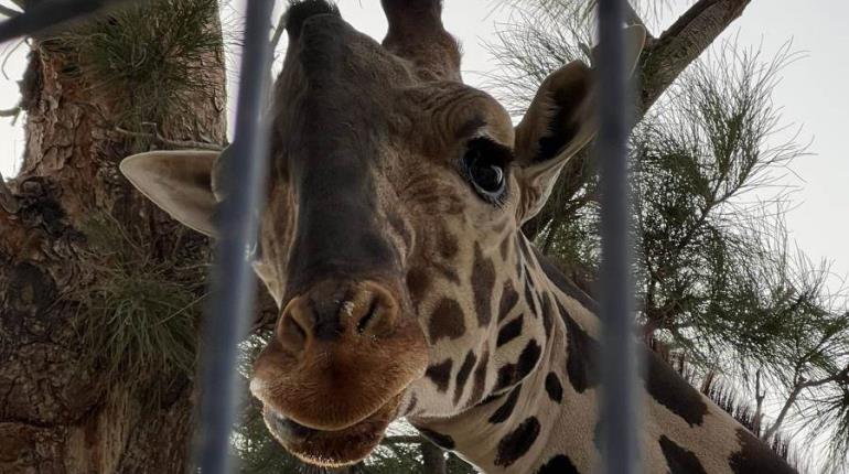 Oficializa Puebla solicitud de traslado de jirafa Benito a Africam Safari