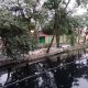 Esperan recolectar mil árboles durante "Reciclatón de Pinos Naturales"