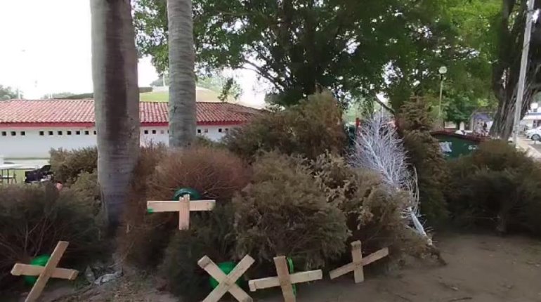 Esperan recolectar mil árboles durante "Reciclatón de Pinos Naturales"