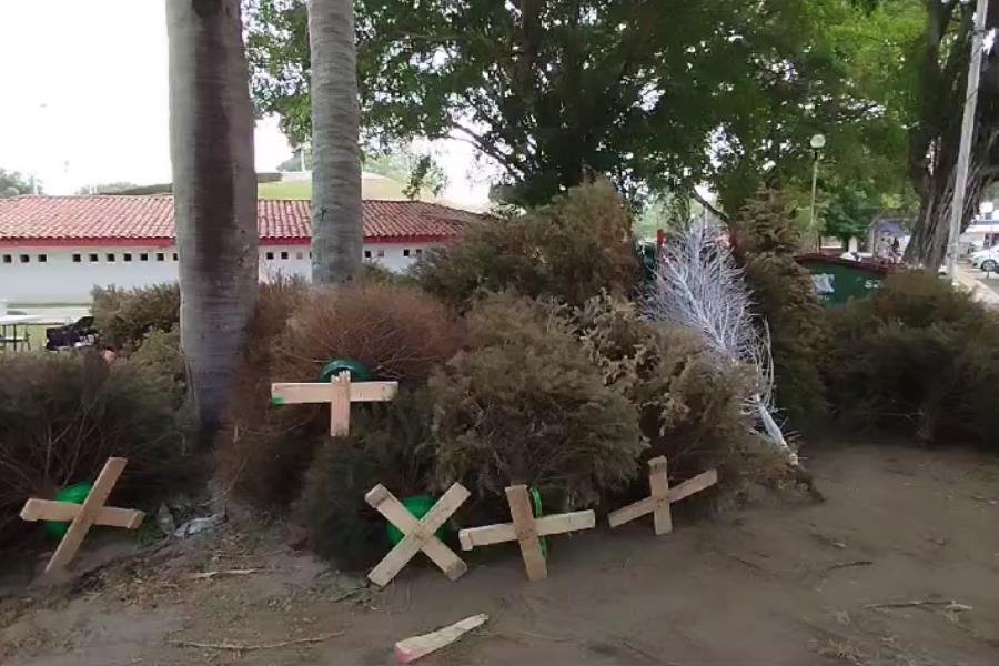 Esperan recolectar mil árboles durante "Reciclatón de Pinos Naturales"