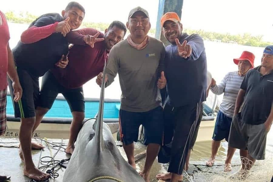 Pescadores capturan tiburón martillo en "El Bellote" Paraíso