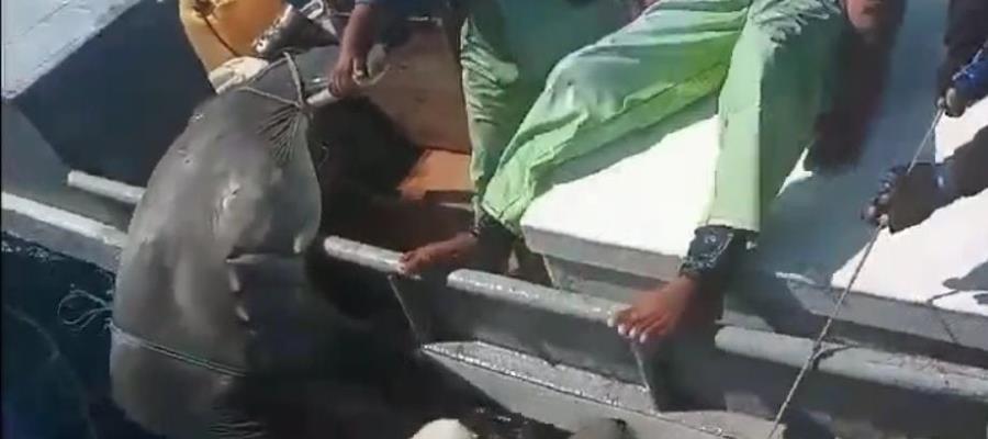 Pescadores capturan a otro tiburón martillo en Paraíso 