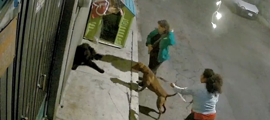 Par de mujeres incitan a pitbull a atacar a perros callejeros en CDMX