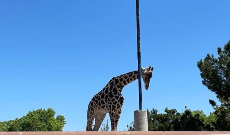 Jirafa "Benito" será trasladada a Puebla, confirma Africam Safari