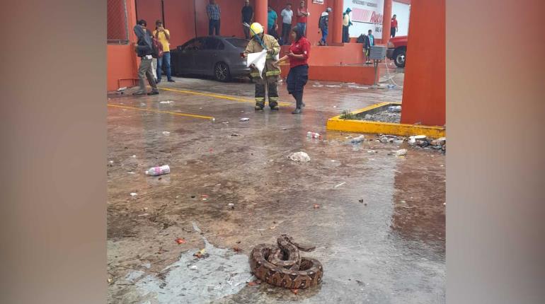 Capturan boa en estacionamiento de comercio en Villahermosa