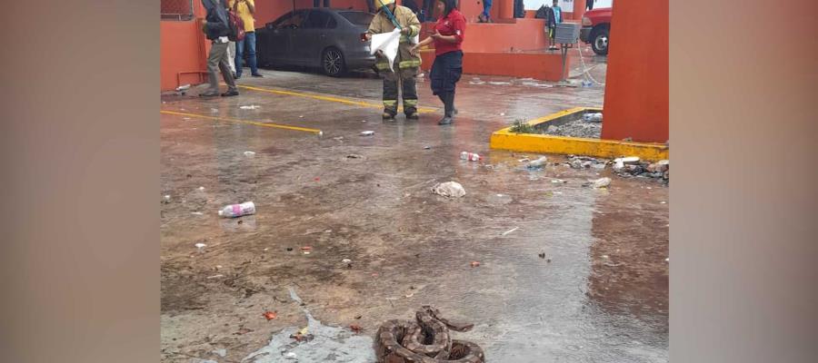 Capturan boa en estacionamiento de comercio en Villahermosa