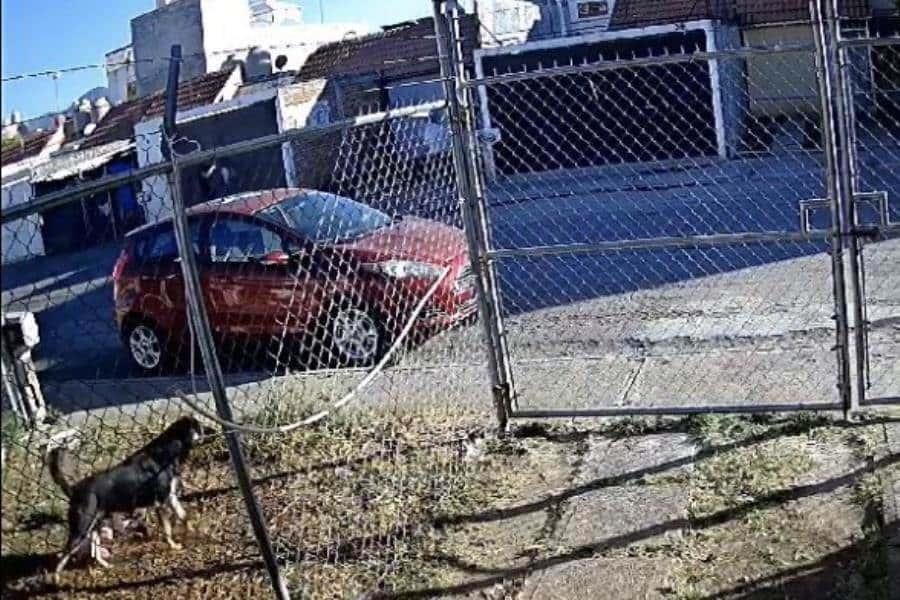 Adolescente mata a balazos a perrito tras haberle ladrado en Michoacán