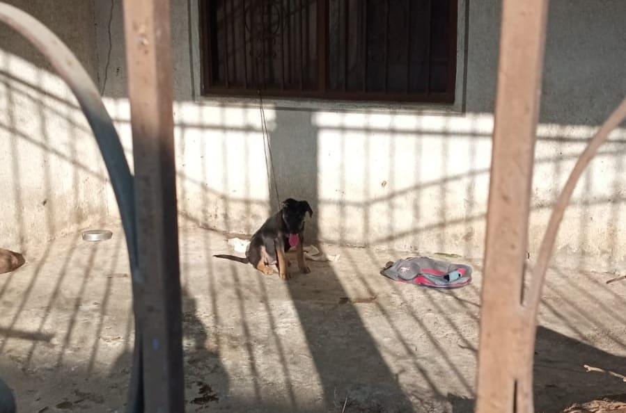 Rescatan a cachorro que sufría maltrato en Teapa