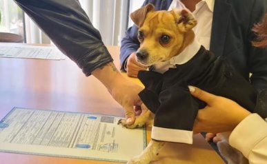 Mascota "firma" como testigo de honor en boda de sus dueños