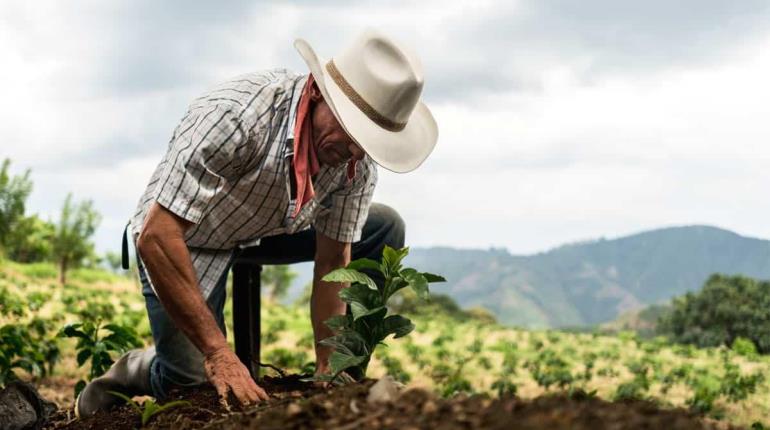 Busca gobierno blindar "Sembrando Vida" y "Jóvenes Construyendo el Futuro"