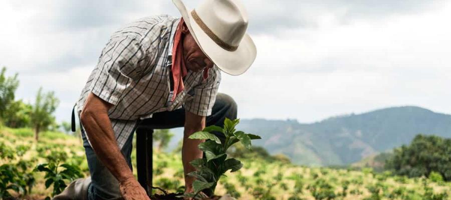 Busca gobierno blindar "Sembrando Vida" y "Jóvenes Construyendo el Futuro"