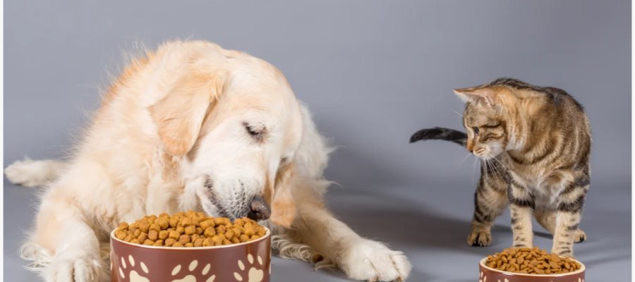 Cuidar alimentación e incentivar actividad física en mascotas, recomienda especialista