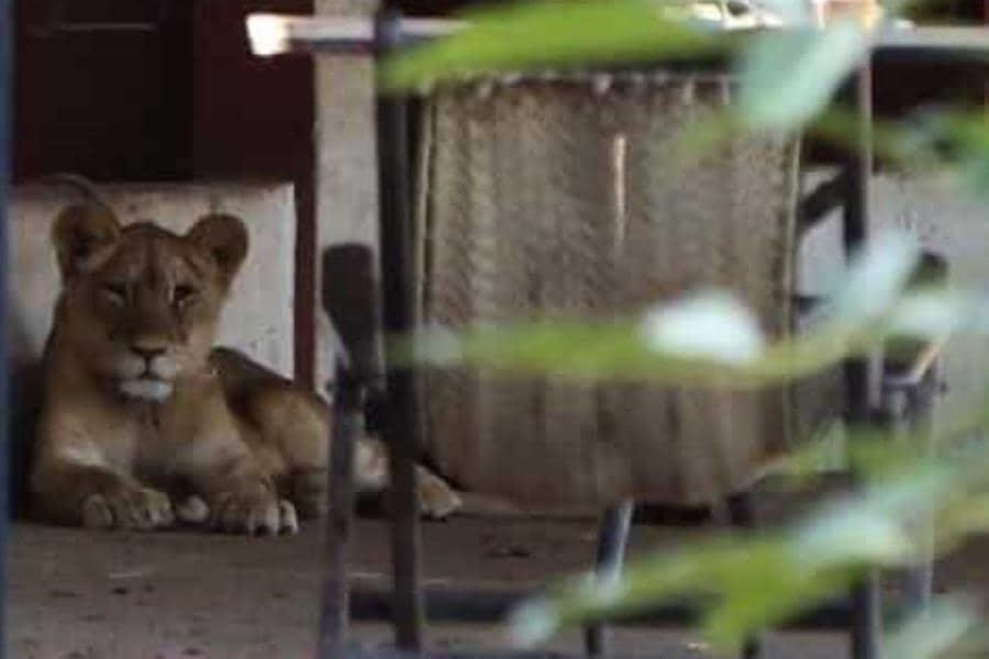 Animales exóticos decomisados en Acachapan quedan a resguardo del Yumká