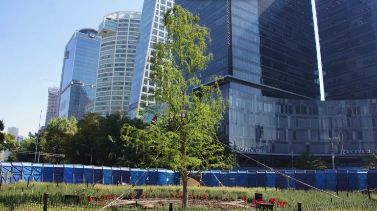 Más verde que nunca, presume Batres ahuehuete en Paseo de la Reforma