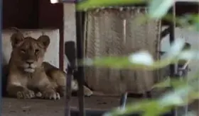 Animales ex&oacute;ticos decomisados en Acachapan quedan a resguardo del Yumk&aacute;