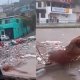 Policía municipal de Tijuana salva a perrito atrapado en canal de aguas negras