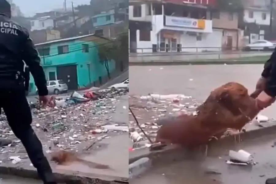 Policía municipal de Tijuana salva a perrito atrapado en canal de aguas negras