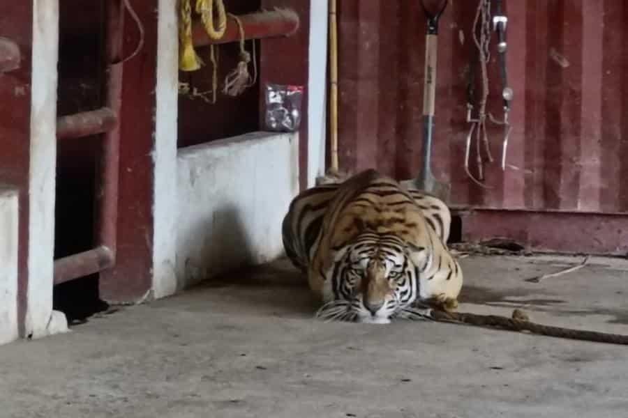 Profepa interpone denuncia penal tras rescate de felinos durante cateo